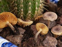 Attēlu rezultāti vaicājumam “Sowerbyella radiculata”