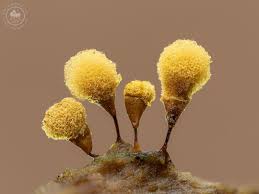 Attēlu rezultāti vaicājumam “Hemitrichia calyculata young”