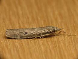 Attēlu rezultāti vaicājumam “Aphomia sociella female”