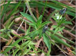 Attēlu rezultāti vaicājumam “Viola arvensis leaf”