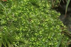 Attēlu rezultāti vaicājumam “Lophozia laxa”