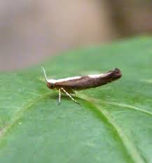 Attēlu rezultāti vaicājumam “Argyresthia semifusca”