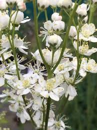 Image result for Filipendula vulgaris