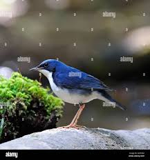 Image result for Luscinia cyane