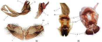 Attēlu rezultāti vaicājumam “Ochlodes sylvanus underside”