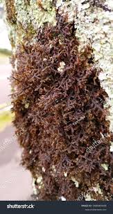 Attēlu rezultāti vaicājumam “Frullania tamarisci macro”