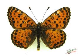 Attēlu rezultāti vaicājumam “Melitaea didyma”