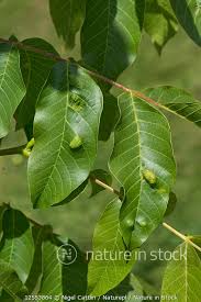 Attēlu rezultāti vaicājumam “Juglans regia leaf”