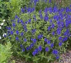 Image result for Veronica teucrium