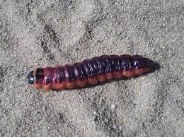 Attēlu rezultāti vaicājumam “Cossus cossus imago”