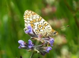 Attēlu rezultāti vaicājumam “Melitaea phoebe upperside”
