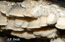 Attēlu rezultāti vaicājumam “Hericium cirrhatum”