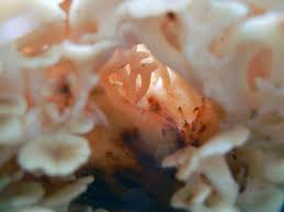 Attēlu rezultāti vaicājumam “Polyporus umbellatus”