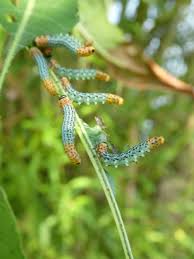 Attēlu rezultāti vaicājumam “Nematus salicis”