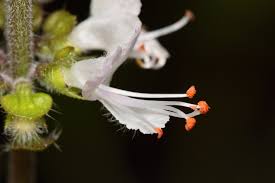 Attēlu rezultāti vaicājumam “Ocimum basilicum flower”