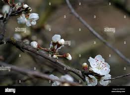 Attēlu rezultāti vaicājumam “Prunus cerasifera var. divaricata”