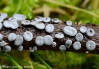 Attēlu rezultāti vaicājumam “Diderma hemisphaericum spores”