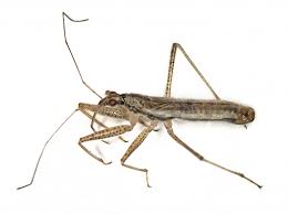 Attēlu rezultāti vaicājumam “Nabis limbatus”