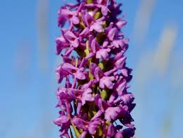 Attēlu rezultāti vaicājumam “Gymnadenia conopsea bud”