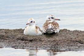 Attēlu rezultāti vaicājumam “Larus ridibundus juvenile”