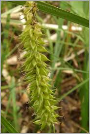 Attēlu rezultāti vaicājumam “Carex vesicaria”