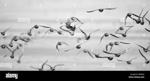 Image result for Snettisham Cc