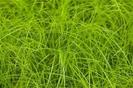 Attēlu rezultāti vaicājumam “Carex remota”