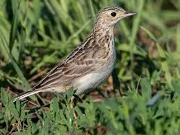 Attēlu rezultāti vaicājumam “Motacillidae”