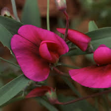 Attēlu rezultāti vaicājumam “Lathyrus sylvestris fruit”