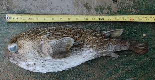 Image result for Diodon hystrix