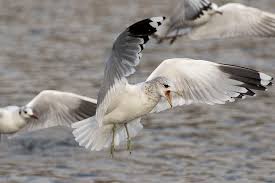 Attēlu rezultāti vaicājumam “Larus canus adult”