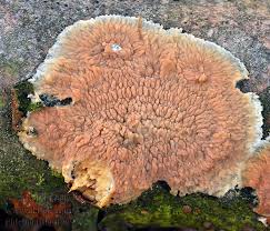 Attēlu rezultāti vaicājumam “Phlebia rufa”