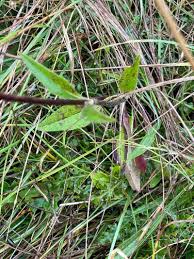 Attēlu rezultāti vaicājumam “Succisa pratensis leaf”