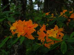 Attēlu rezultāti vaicājumam “Rhododendron calendulaceum”