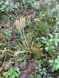 Attēlu rezultāti vaicājumam “Diphasiastrum tristachyum”