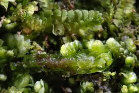 Attēlu rezultāti vaicājumam “Calypogeia muelleriana”