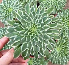 Attēlu rezultāti vaicājumam “Enteridium variabile”