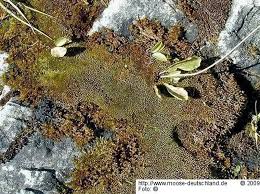 Attēlu rezultāti vaicājumam “Hymenostylium recurvirostrum”