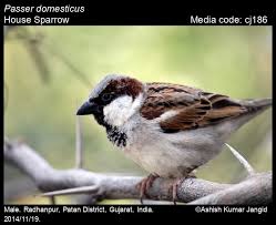 Attēlu rezultāti vaicājumam “Passer domesticus male”