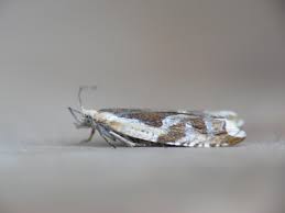 Attēlu rezultāti vaicājumam “Ancylis myrtillana”