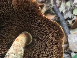 Attēlu rezultāti vaicājumam “Lepiota aspera”