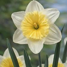 Attēlu rezultāti vaicājumam “Narcissus flower”