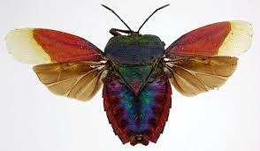 Attēlu rezultāti vaicājumam “Heteroptera”