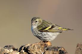 Attēlu rezultāti vaicājumam “Carduelis spinus female”