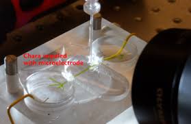 Attēlu rezultāti vaicājumam “Chara rudis”