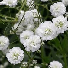 Attēlu rezultāti vaicājumam “Gypsophila fastigiata flower”