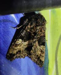 Attēlu rezultāti vaicājumam “Euplexia lucipara”