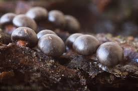 Attēlu rezultāti vaicājumam “Diderma umbilicatum macro”