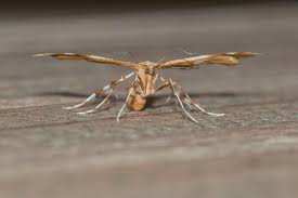 Attēlu rezultāti vaicājumam “Cnaemidophorus rhododactyla”