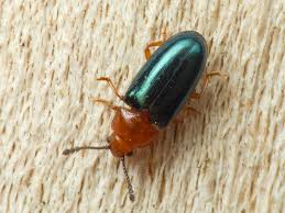 Attēlu rezultāti vaicājumam “Triplax aenea”